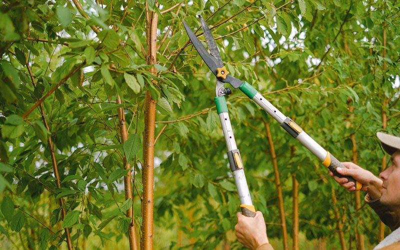 Tree trimming in Dillard, OR